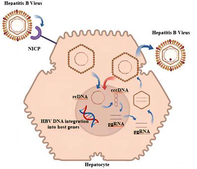 Frontiers | Effects Of Hepatitis B Virus Infection And Strategies For ...